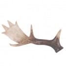 Χριστουγεννιάτικο Διακοσμητικό Κέρατο Ταράνδου (28x12εκ) 791330|Sale -40%
