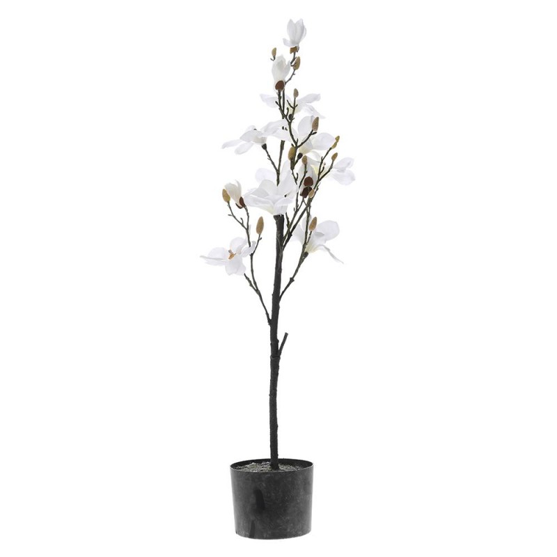 Φυτό Λευκή Μανόλια (114εκ.) Σε Μαύρη Πλαστική Γλάστρα 77048